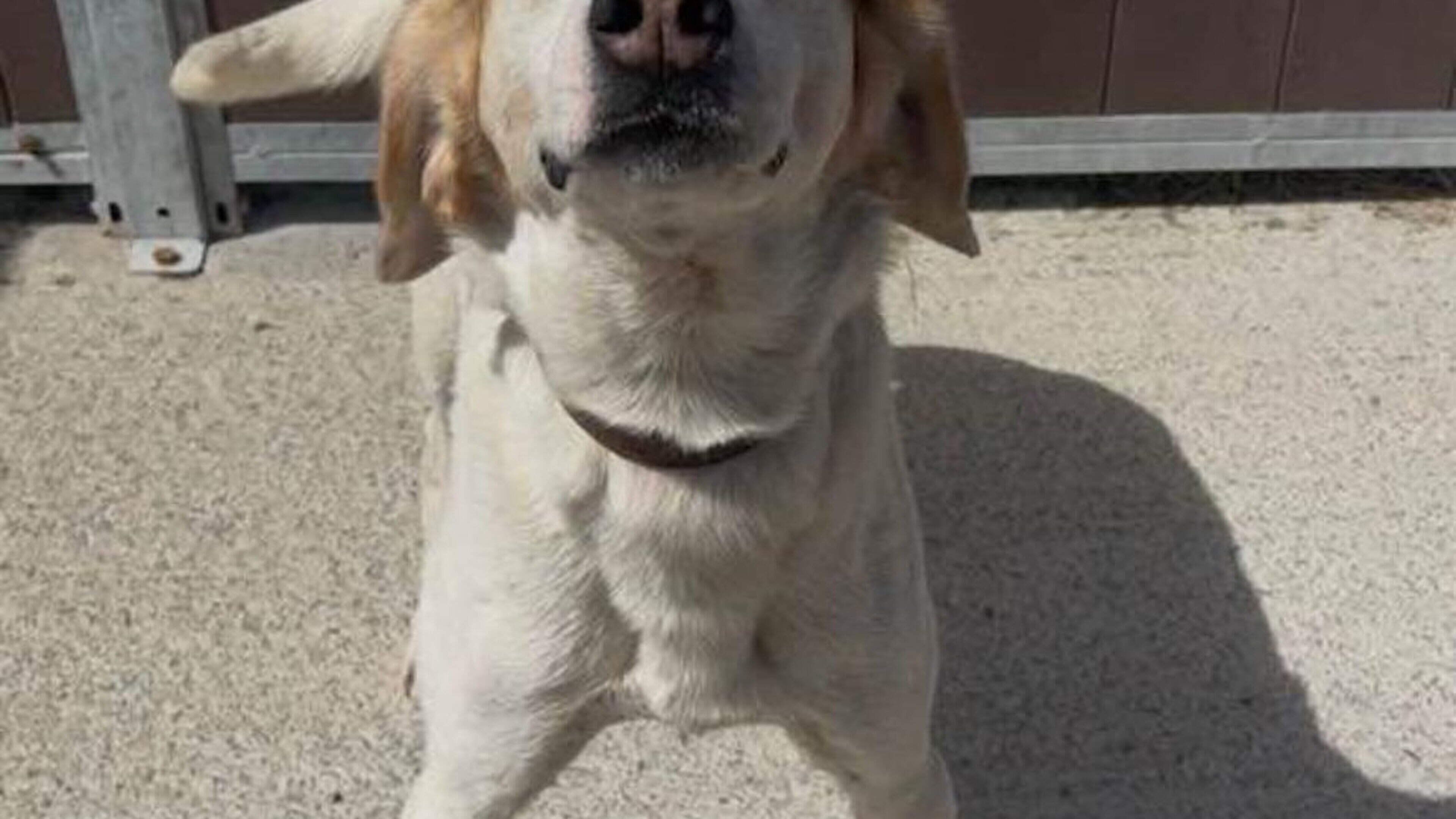 Dog missing since Christmas in Leitrim reunited with its owner after being found 56km from home